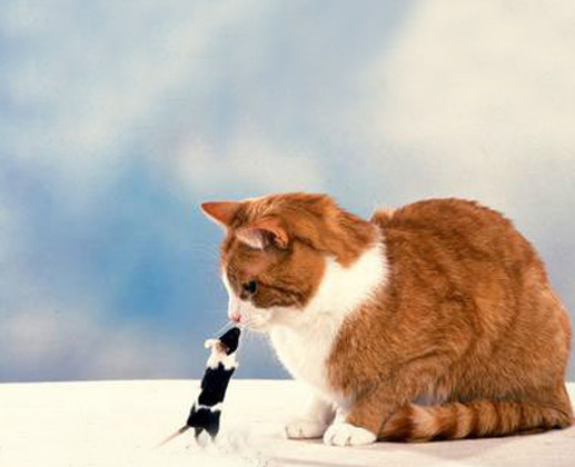 funny picture 10