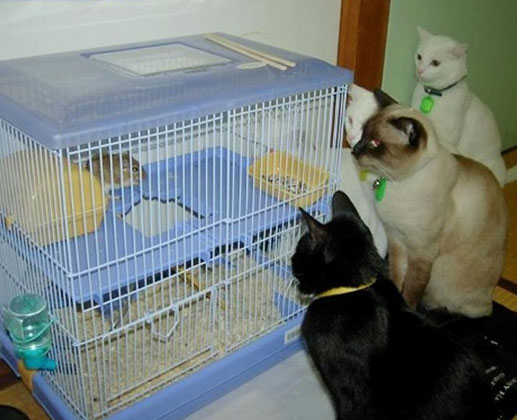 funny picture 100